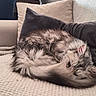 cat, sleeping, fluffy, gray_fur, long_hair, curled_up, pet, animal, indoor, couch, blanket, pillows, cozy, relaxed, home, resting, whiskers, tail, portrait, photography