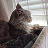cat, fluffy_cat, long_hair, gray_cat, white_fur, animal, pet, feline, whiskers, ears, nose, closed_eyes, sitting, lounging, window, curtain, daylight, indoors, blanket, portrait