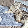 cat, cats, kitten, furry, fluffy, long_hair, gray, white, sleeping, lying_down, relaxed, blanket, bed, bedroom, indoors, pet, animal, portrait, star_pattern, cozy