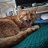 Tello participe au concours pour gagner de l'argent avec cette photo : cat, ginger_cat, tabby, pet, animal, yawning, sleepy, tired, whiskers, fangs, open_mouth, fur, orange_fur, lying_down, curled_up, blanket, teal_blanket, indoor, cozy, portrait