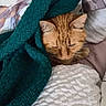 Tello a rejoint le concours — aidez-le/la à gagner de superbes lots ! cat, orange_cat, sleepy, cozy, blanket, bed, bedding, bedroom, pillow, textile, indoors, pet, feline, whiskers, ears, fur, relaxed, snuggled, portrait, home
