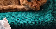 Tello a rejoint le concours — aidez-le/la à gagner de superbes lots ! cat, orange_cat, pet, feline, sleepy, lying_down, loaf_position, indoors, blanket, teal_blanket, couch, chair, cozy, relaxed, portrait, close_up, whiskers, ears, fur, home