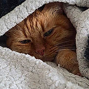 Tello a rejoint le concours — aidez-le/la à gagner de superbes lots ! cat, orange_cat, sleepy, cozy, blanket, fluffy, indoors, close_up, portrait, face, whiskers, eyes, nose, fur, bed, bedding, relaxing, cuddled, warm, cute