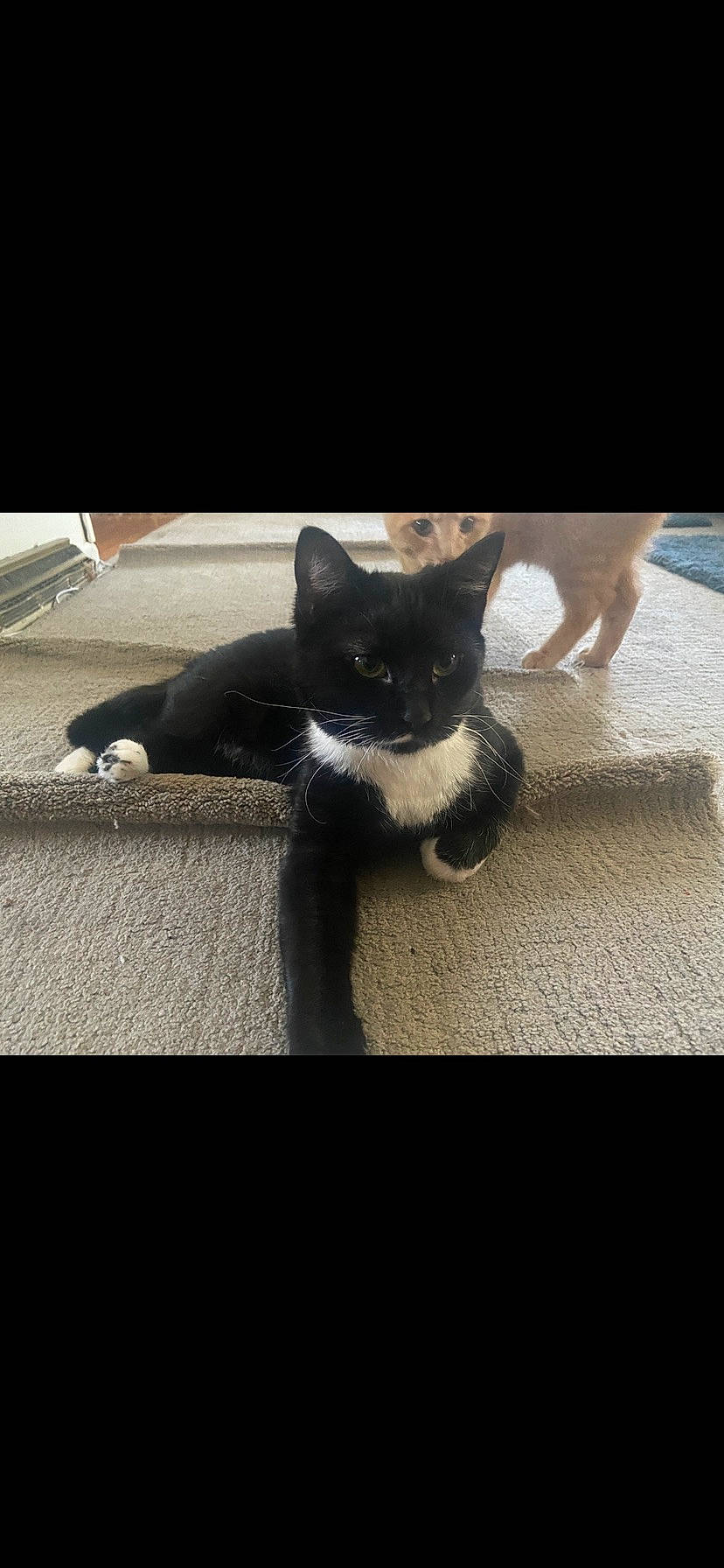 Sage is registered to the contest to win money with this photo: black_cat, carnivore, cat, cloud, comfort, domestic_short_haired_cat, felidae, fur, grey, human_leg, mammal, metal, paw, sky, small_to_medium_sized_cats, snout, tail, tints_and_shades, vertebrate, whiskers