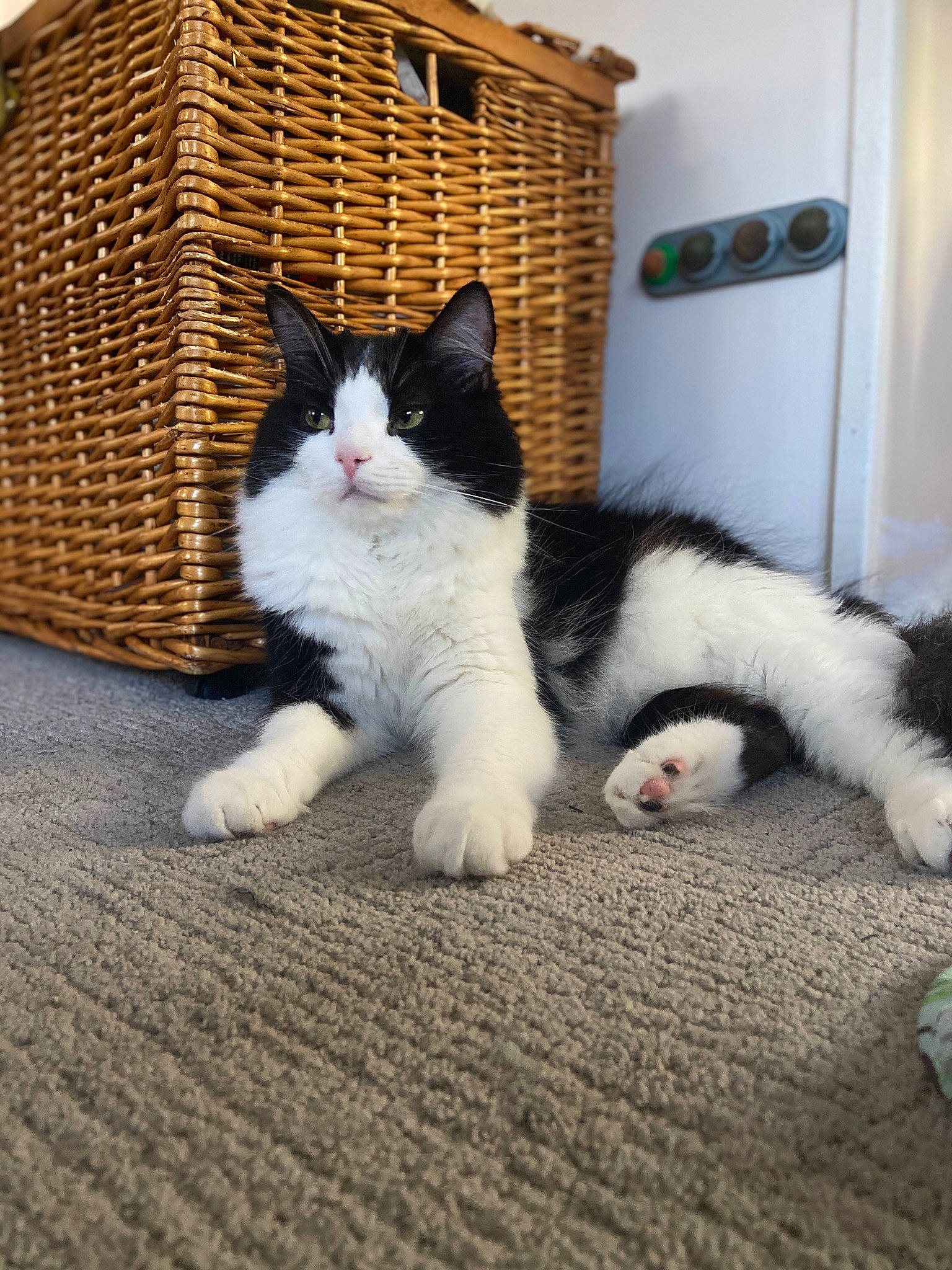 Kash is registered to the contest to win money with this photo: basket, carnivore, cat, claw, comfort, domestic_short_haired_cat, felidae, flooring, foot, fur, grey, hardwood, human_leg, paw, sitting, small_to_medium_sized_cats, snout, tail, whiskers, wood