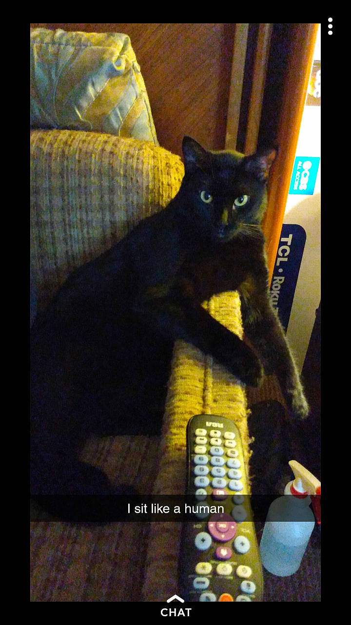 Handsome is registered to the contest to win money with this photo: asian, black_cat, bombay, carnivore, cat, domestic_short_haired_cat, felidae, mammal, photo_caption, photography, small_to_medium_sized_cats, snapshot, whiskers