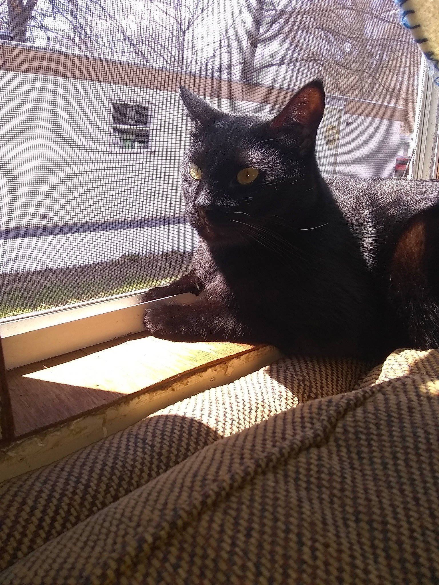 Handsome is registered to the contest to win money with this photo: asian, black_cat, burmese, carnivore, cat, domestic_short_haired_cat, fawn, felidae, fur, kitten, small_to_medium_sized_cats, tail, tree, whiskers, window