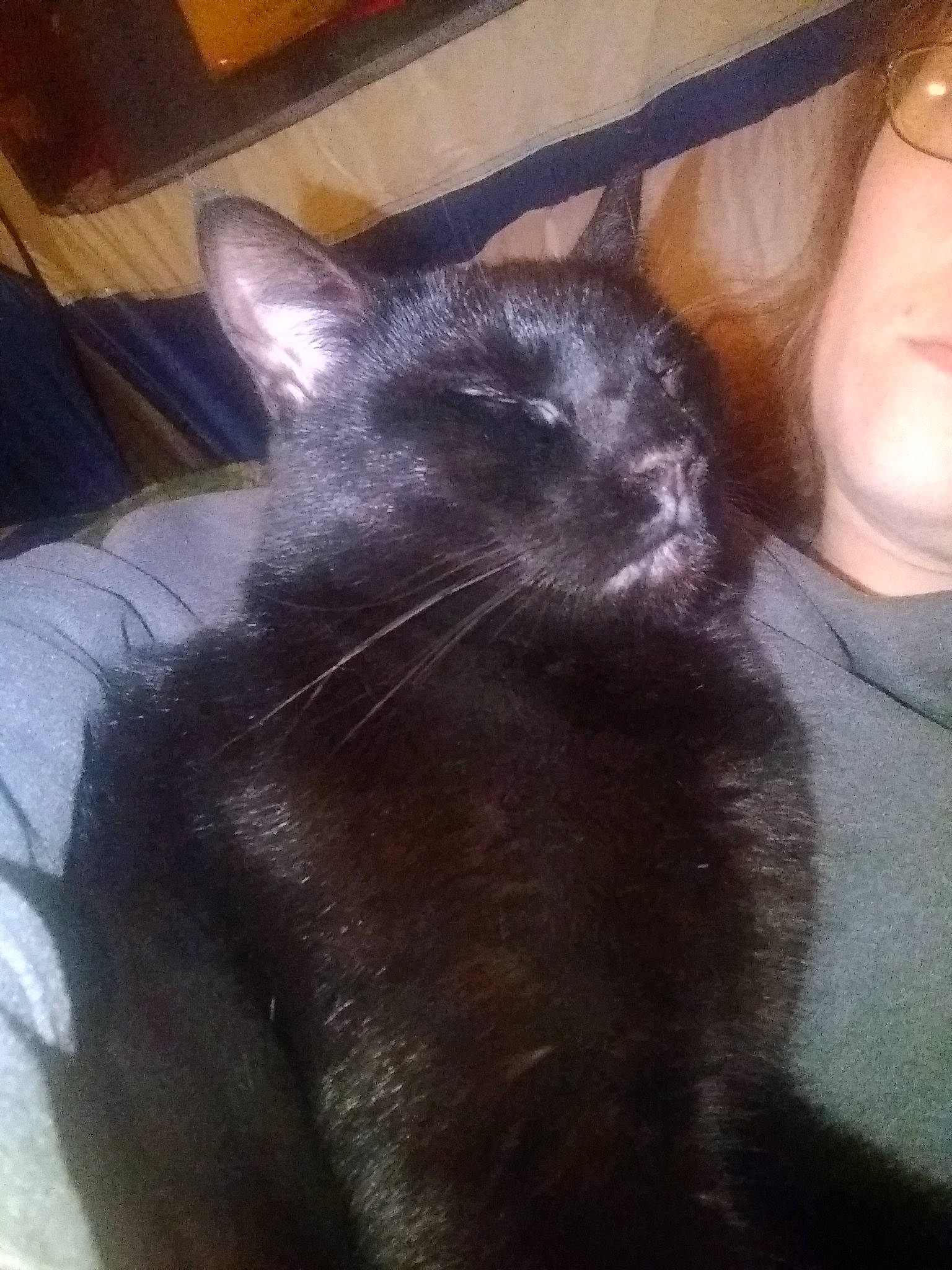 Handsome joined the competition — help win amazing prizes! black_cat, black_hair, bombay, carnivore, cat, chartreux, ear, felidae, fur, kitten, korat, long_hair, nebelung, russian_blue, small_to_medium_sized_cats, tail, whiskers