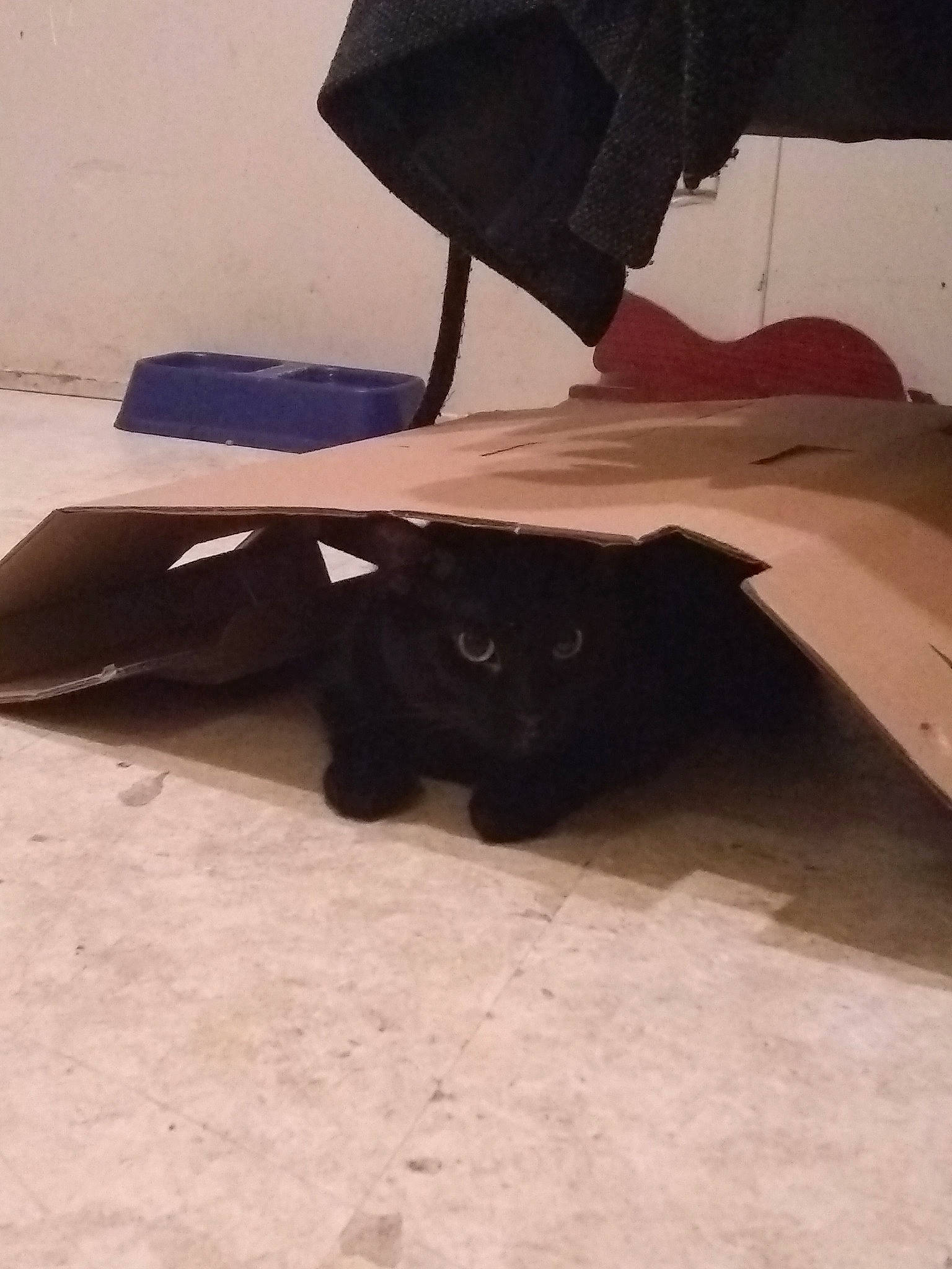 Handsome is registered to the contest to win money with this photo: black_cat, cat, felidae, sporting_group