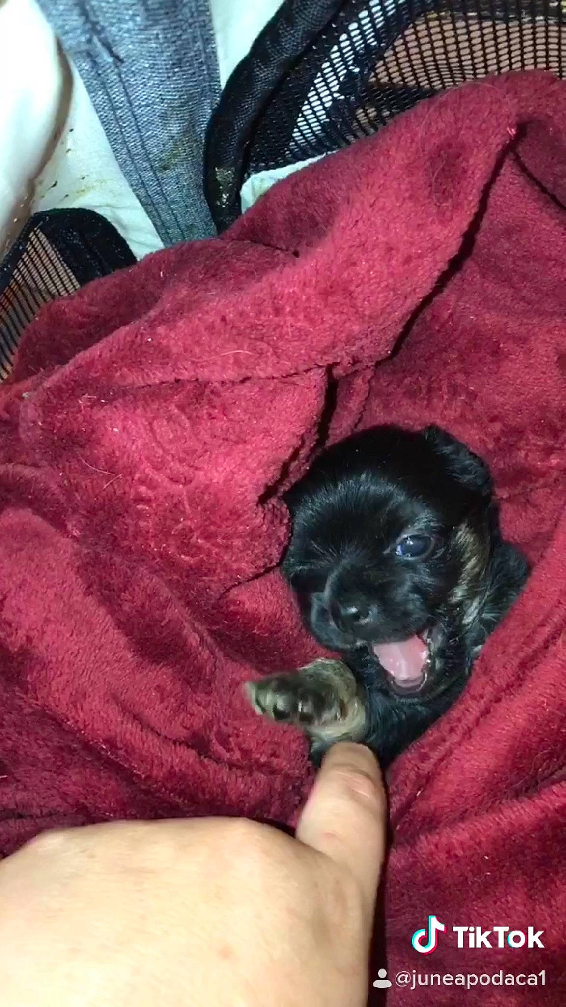 Sky joined the competition — help win amazing prizes! canidae, carnivore, cavapoo, cockapoo, dog, dog_breed, hovawart, puppy, puppy_love, schnoodle, shih_poo, shih_tzu, sporting_group