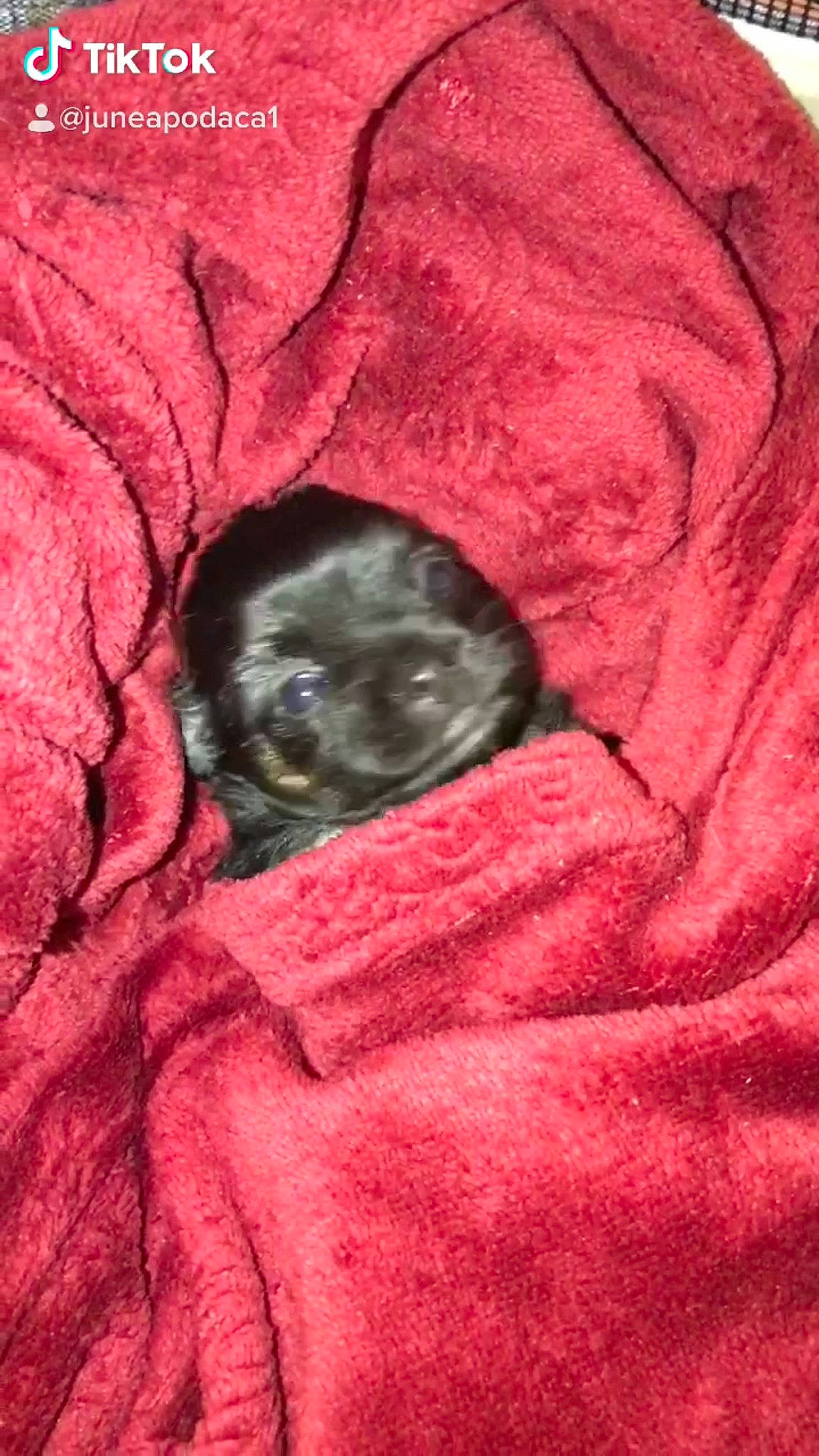 Sky joined the competition — help win amazing prizes! canidae, carnivore, dog, fawn, french_bulldog, non_sporting_group, pug, puppy, snout, toy_dog