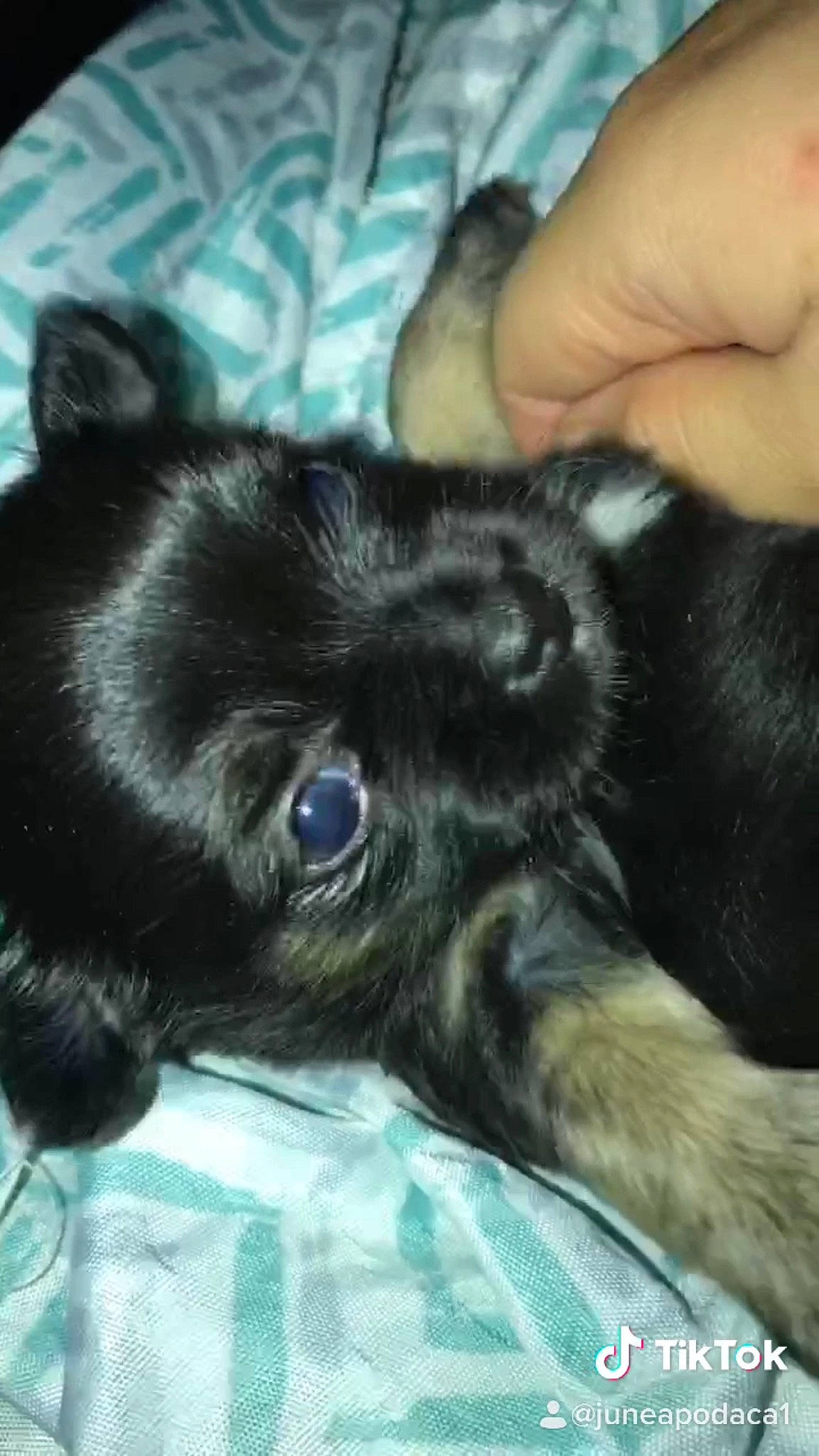 Sky is registered to the contest to win money with this photo: canidae, carnivore, companion_dog, dog, dog_breed, ear, liver, mammal, non_sporting_group, puppy, sporting_group, vertebrate