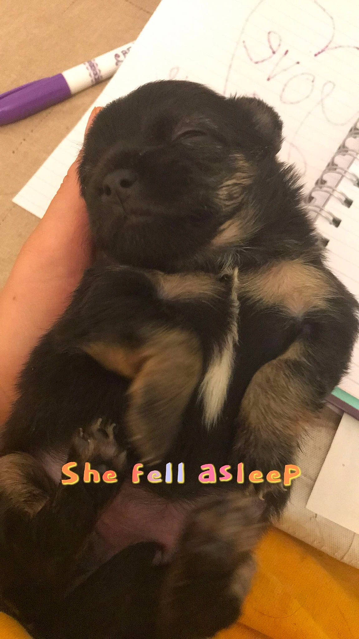 Sky is registered to the contest to win money with this photo: canidae, carnivore, companion_dog, dog, dog_breed, liver, mammal, photo_caption, puppy, snout, sporting_group, vertebrate