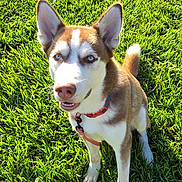 Marlow is registered to the contest to win money with this photo: dog, husky, blue_eyes, collar, grass, greenery, outdoor, sunlight, pet, animal, sitting, happy, nature, garden_bed, plants, canine, fur, daylight, playful, cute
