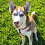 dog, husky, blue_eyes, collar, grass, greenery, outdoor, sunlight, pet, animal, sitting, happy, nature, garden_bed, plants, canine, fur, daylight, playful, cute