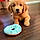 Cooper