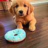 golden_retriever, puppy, dog, toy, plush_toy, donut, floor, wood_floor, indoor, pet, cute, animal, young_dog, playful, brown, fur, pet_toy, looking_at_camera, close_up, domestic_animal