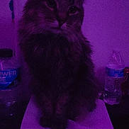 Mani joined the competition — help win amazing prizes! animal, bottle, cat, cute, dark, domestic_animal, eyes, feline, fur, indoor, long_hair, mystery, paper, pet, portrait, purple_lighting, sitting, table, water_bottle, whiskers