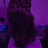 animal, bottle, cat, cute, dark, domestic_animal, eyes, feline, fur, indoor, long_hair, mystery, paper, pet, portrait, purple_lighting, sitting, table, water_bottle, whiskers