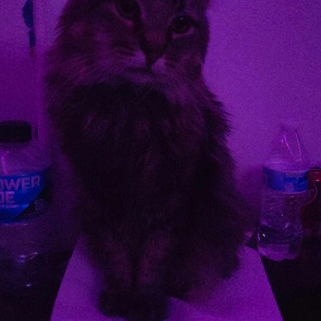 Mani