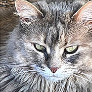 Shanelle participe au concours pour gagner de l'argent avec cette photo : cat, gray_cat, fluffy, green_eyes, close_up, pet, feline, whiskers, ear, nose, fur, indoor, woven_background, cushion, polka_dots, relaxed, domestic_animal, mammal, portrait, animal