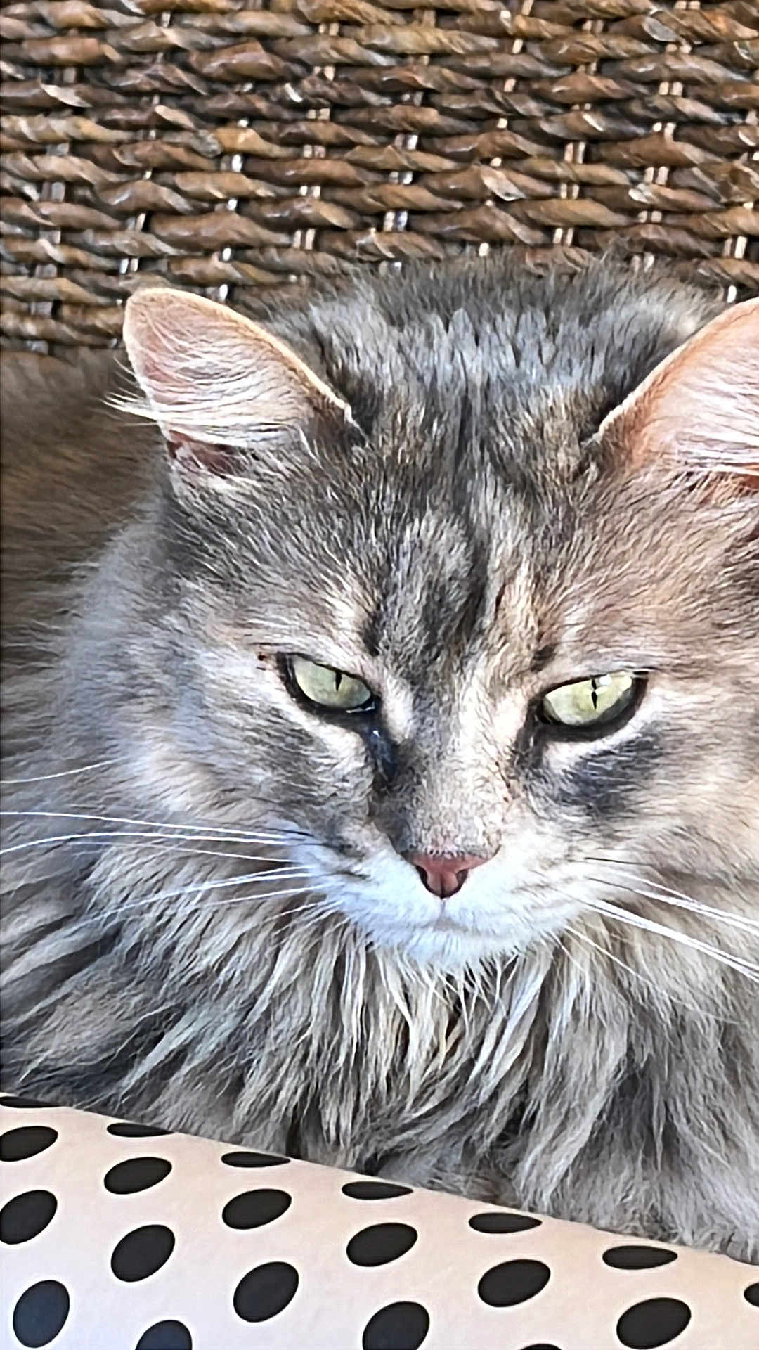 Shanelle participe au concours pour gagner de l'argent avec cette photo : cat, gray_cat, fluffy, green_eyes, close_up, pet, feline, whiskers, ear, nose, fur, indoor, woven_background, cushion, polka_dots, relaxed, domestic_animal, mammal, portrait, animal