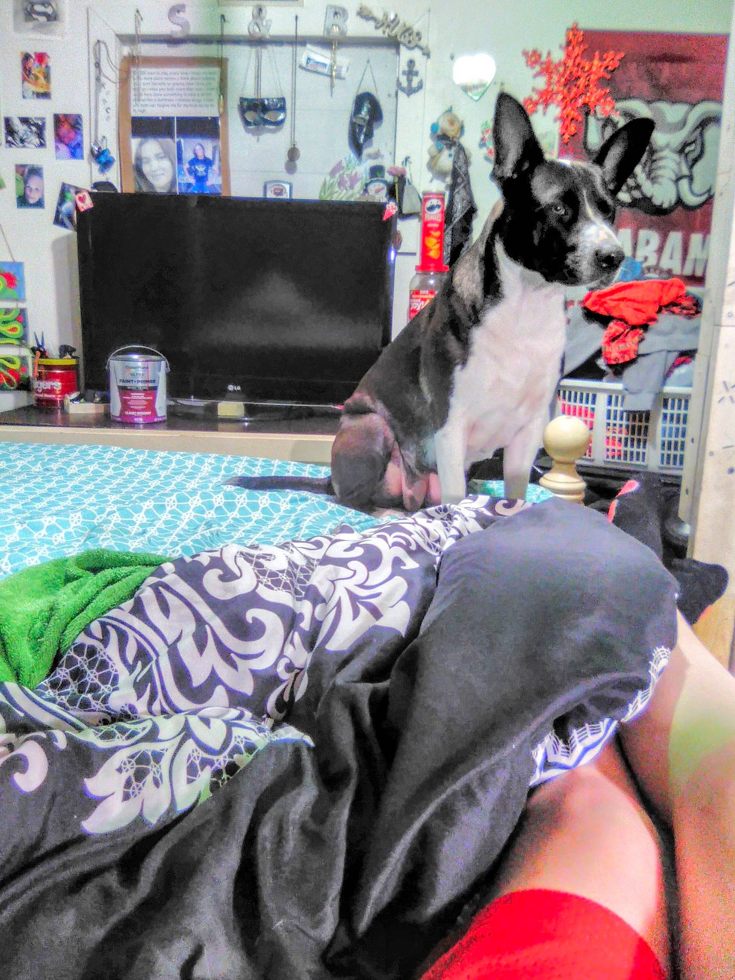 Lulu joined the competition — help win amazing prizes! adult, animal, baby, bed, bedroom, blanket, canine, computerhardware, couch, dog, electronics, female, furniture, hardware, indoors, monitor, person, pet, room, woman