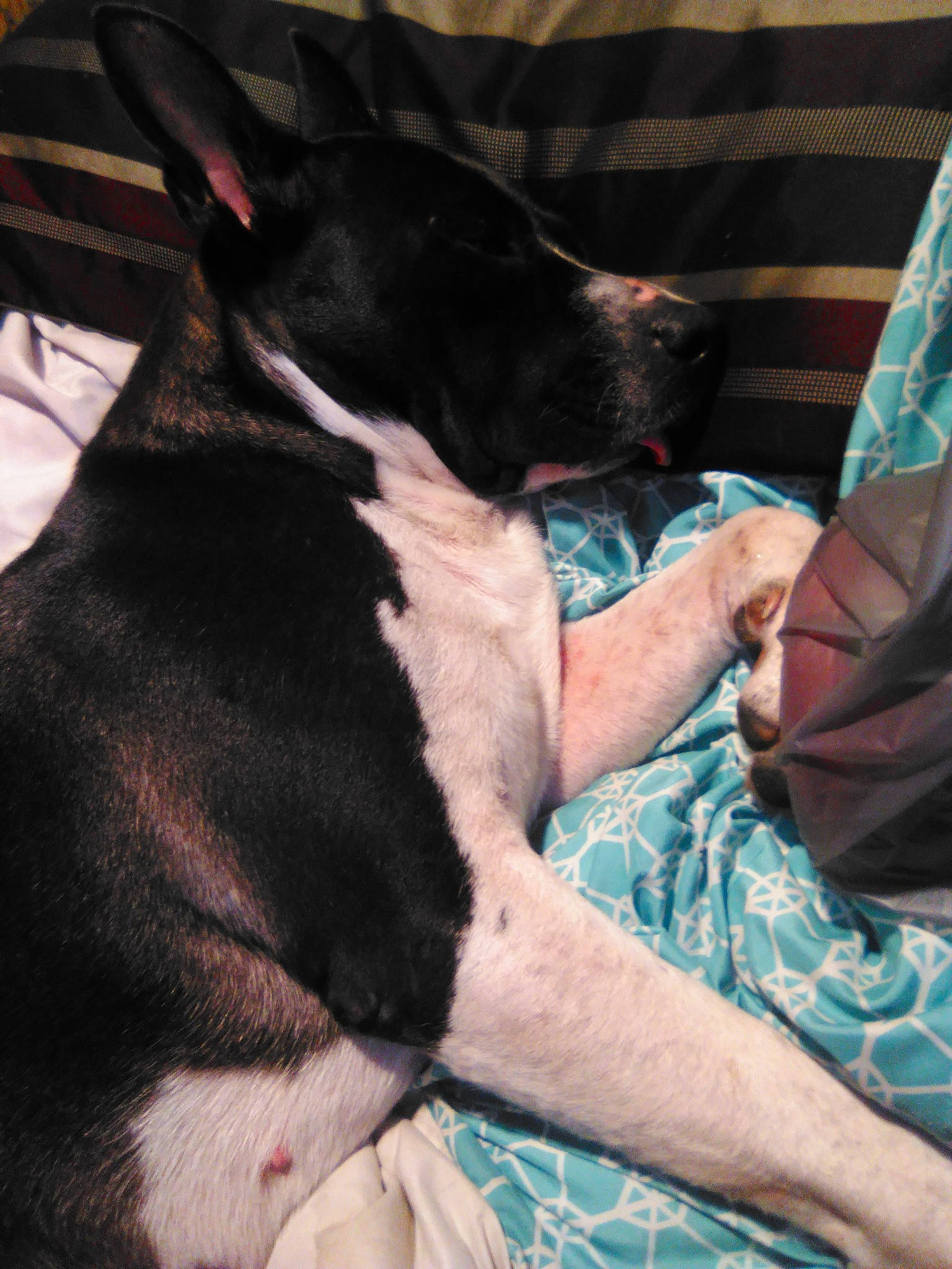 Lulu is registered to the contest to win money with this photo: canidae, carnivore, comfort, companion_dog, couch, dog, dog_breed, ear, fawn, flesh, fur, lap, linens, mammal, pattern, snout, sporting_group, tartan, whiskers, working_animal