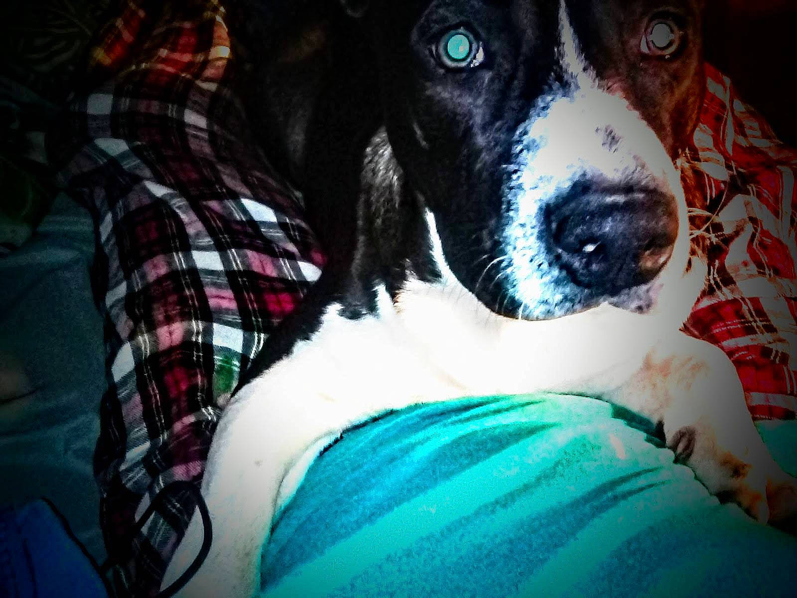 Lulu joined the competition — help win amazing prizes! carnivore, comfort, companion_dog, dog, dog_breed, dog_collar, dog_supply, fur, guard_dog, non_sporting_group, pattern, plaid, snout, spaniel, sporting_group, tartan, whiskers, working_animal, working_dog