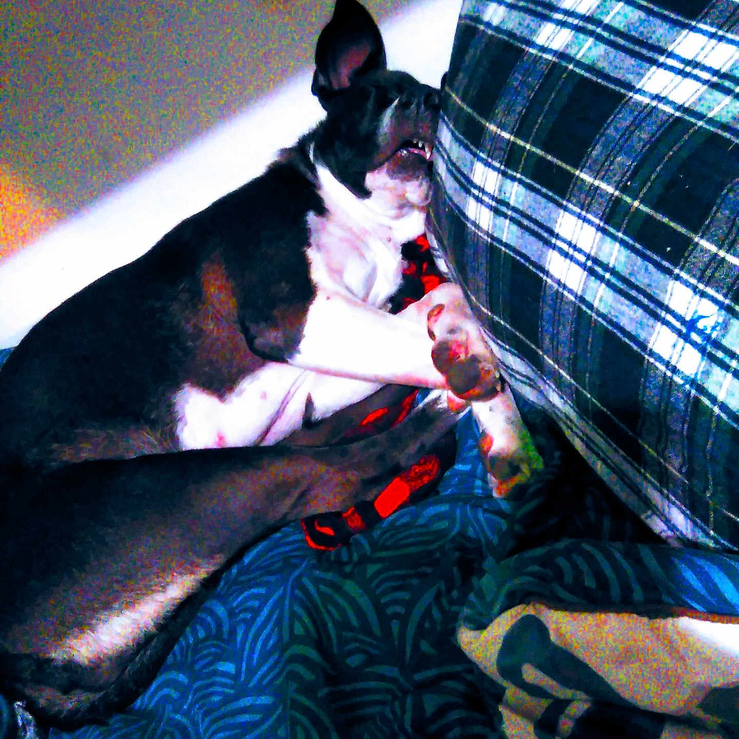 Lulu is registered to the contest to win money with this photo: adult, animal, baby, blanket, bostonbull, bulldog, canine, couch, cushion, dog, face, frenchbulldog, furniture, head, male, man, person, pet, puppy, quilt