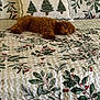 Chet is registered to the contest to win money with this photo: dog, sleeping, bed, bedding, pillow, christmas, holiday, holly, red_berries, green_leaves, quilt, cozy, nap, indoor, brown_dog, fluffy, resting, decor, pattern, relaxation
