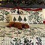 Chet joined the competition — help win amazing prizes! dog, bed, pillow, quilt, holiday, christmas, garland, lights, sleeping, brown, fur, decor, cozy, indoor, resting, pattern, fluffy, home, relaxation, festive