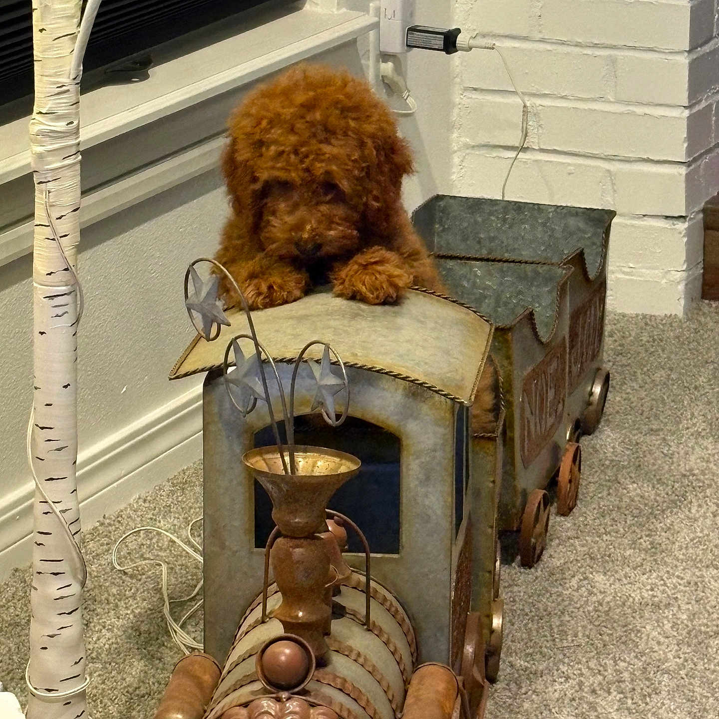 Chet is registered to the contest to win money with this photo: animal, birch_tree, brown_fur, carpet, cord, cozy, curious, cute, decor, dog, electrical_outlet, fluffy, home, indoor, lamp, metal, pet, rustic, toy_train, window_blind