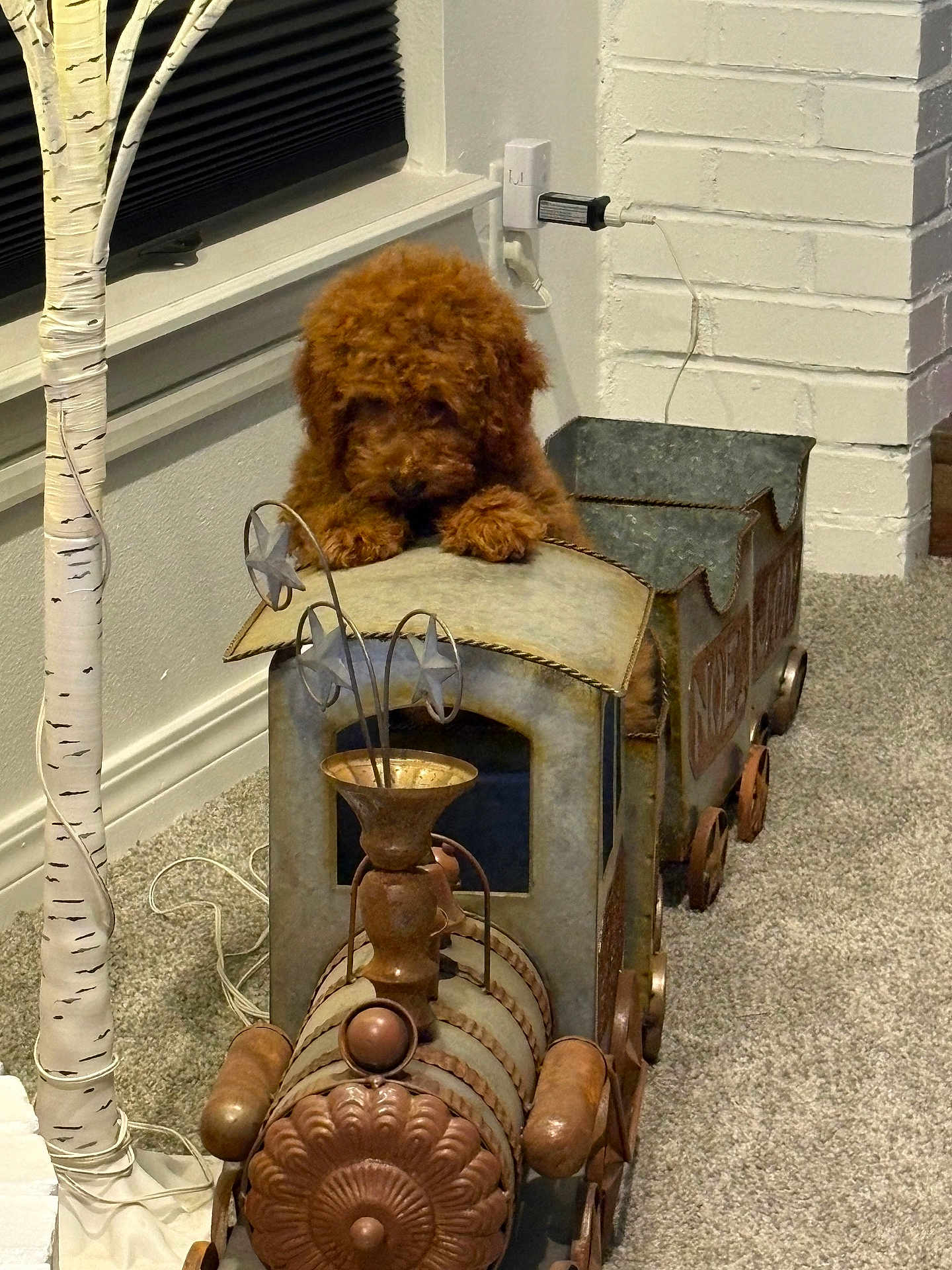 Chet is registered to the contest to win money with this photo: dog, toy_train, indoor, carpet, decor, metal, brown_fur, fluffy, curious, lamp, birch_tree, window_blind, electrical_outlet, cord, rustic, animal, pet, home, cozy, cute