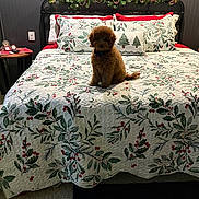 Chet is registered to the contest to win money with this photo: puppy, dog, bed, quilt, holiday_decor, garland, pillows, indoor, carpet, nightstand, table, ornaments, christmas_theme, red, green, brown, cute, pet, cozy, decor