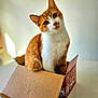 Marley a rejoint le concours — aidez-le/la à gagner de superbes lots ! cat, orange_cat, white_fur, cardboard_box, pet, curious, indoor, feline, cute, animal, domestic_cat, sitting, head_tilt, table, box_flaps, soft_light, closeup, whiskers, ears, portrait