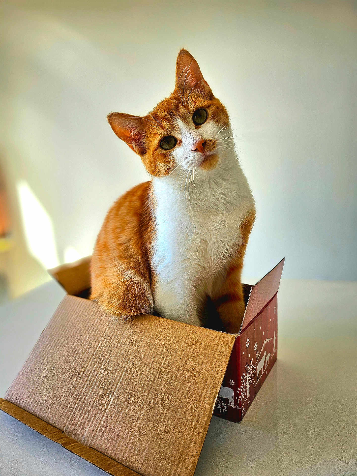 Marley a rejoint le concours — aidez-le/la à gagner de superbes lots ! cat, orange_cat, white_fur, cardboard_box, pet, curious, indoor, feline, cute, animal, domestic_cat, sitting, head_tilt, table, box_flaps, soft_light, closeup, whiskers, ears, portrait