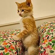 Marley participe au concours pour gagner de l'argent avec cette photo : kitten, cat, orange_cat, white_cat, floral_pillow, pillow, indoor, pet, curious, young_cat, feline, cozy, bedroom, domestic_animal, cute, small_cat, animal, resting_place, colorful, patterned