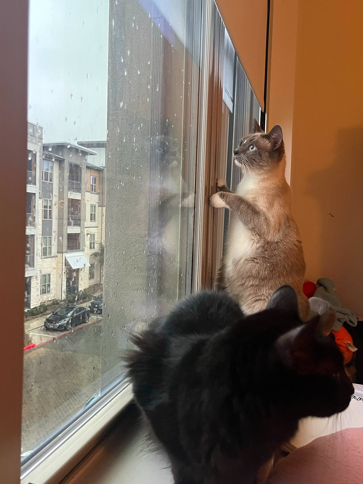 Mei Mei joined the competition — help win amazing prizes! black_cat, building, carnivore, cat, claw, comfort, domestic_short_haired_cat, fawn, felidae, floor, flooring, fur, glass, interior_design, room, small_to_medium_sized_cats, tail, whiskers, window, wood