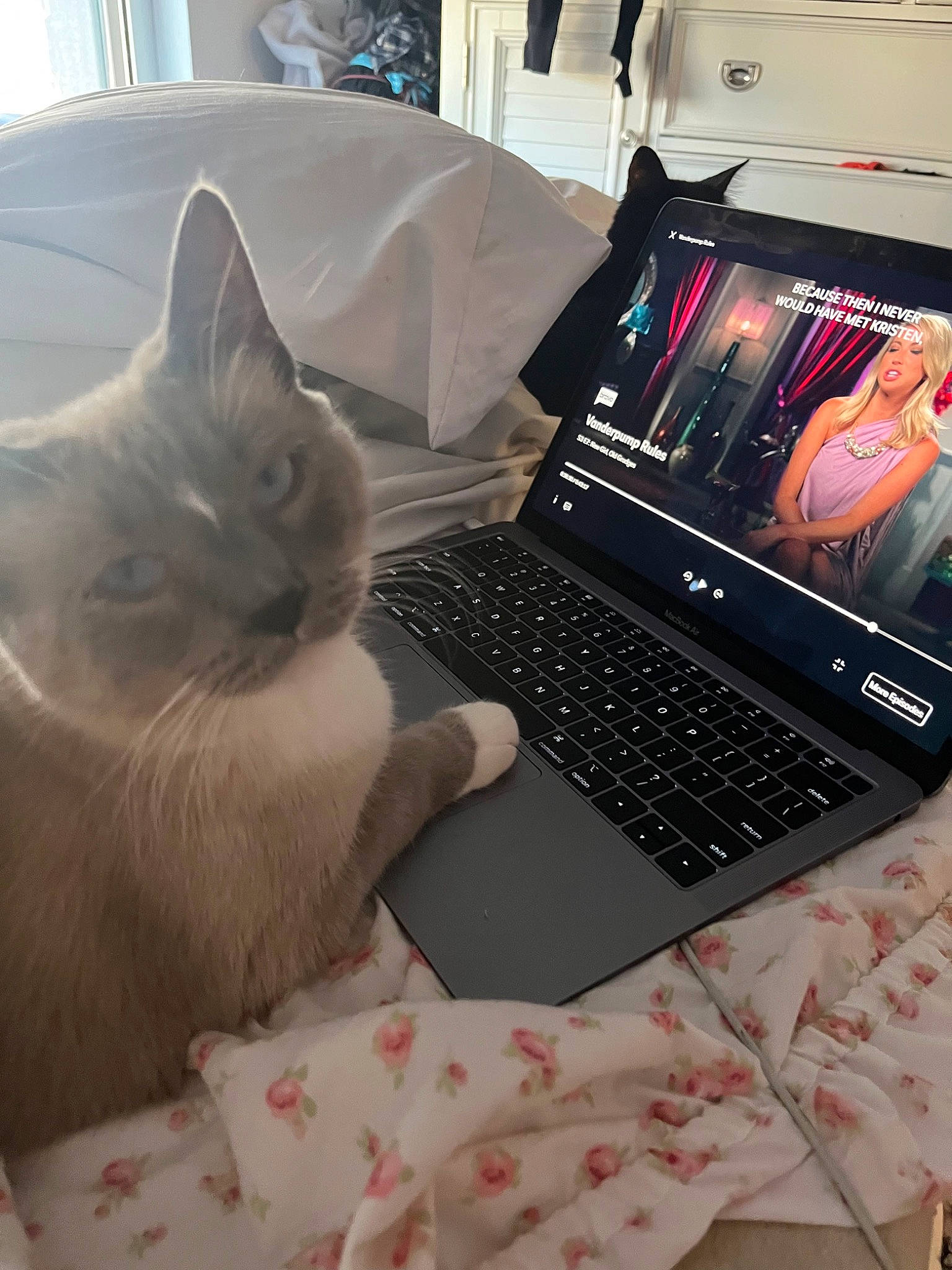 Mei Mei is registered to the contest to win money with this photo: carnivore, cat, comfort, computer, couch, felidae, gadget, input_device, lap, laptop, mouse, netbook, output_device, peripheral, personal_computer, small_to_medium_sized_cats, space_bar, touchpad, whiskers, white