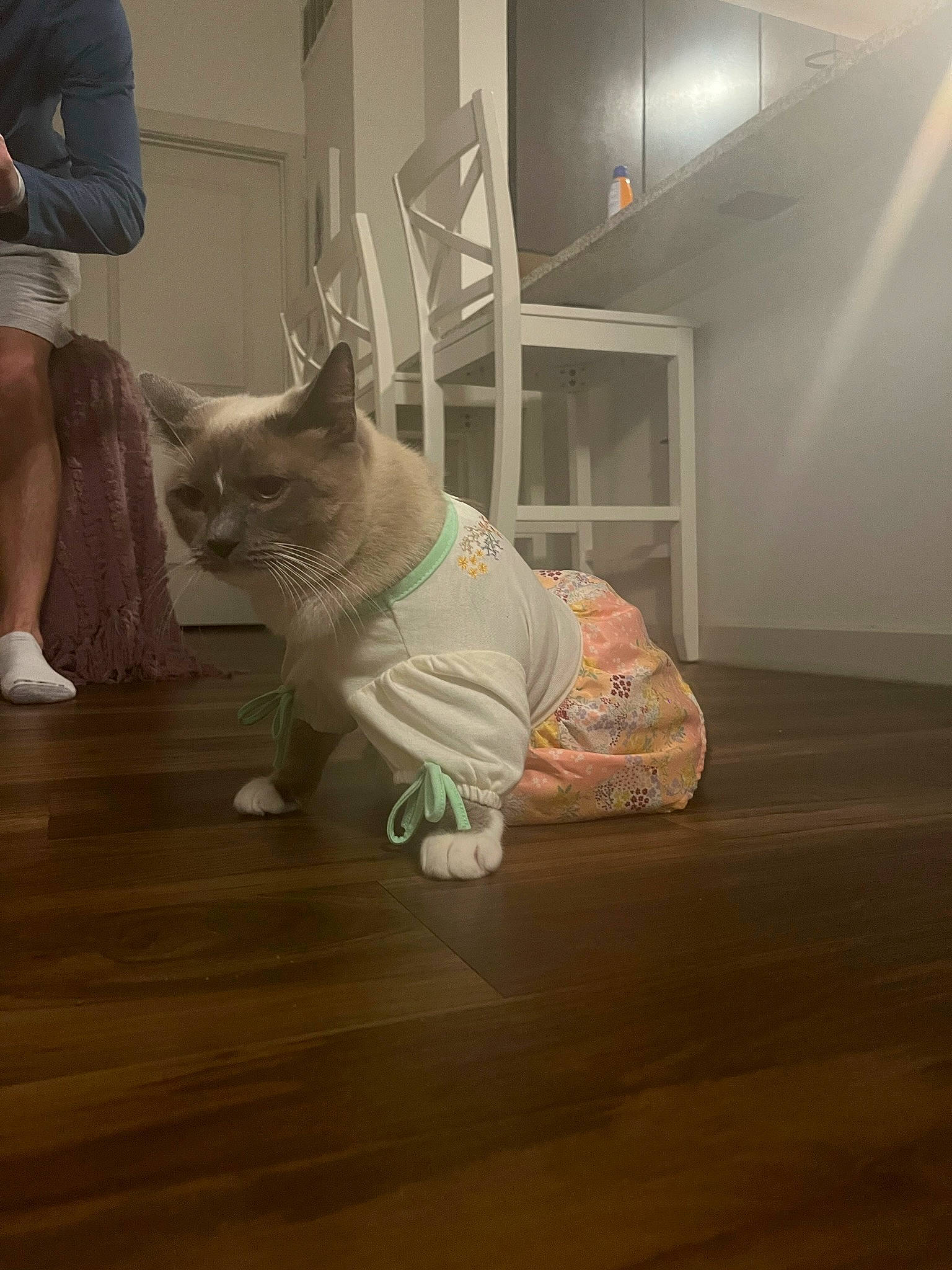 Mei Mei joined the competition — help win amazing prizes! carnivore, cat, comfort, companion_dog, dog_breed, fawn, felidae, floor, flooring, grey, hardwood, human_body, laminate_flooring, leg, shoe, shorts, small_to_medium_sized_cats, tail, whiskers, wood