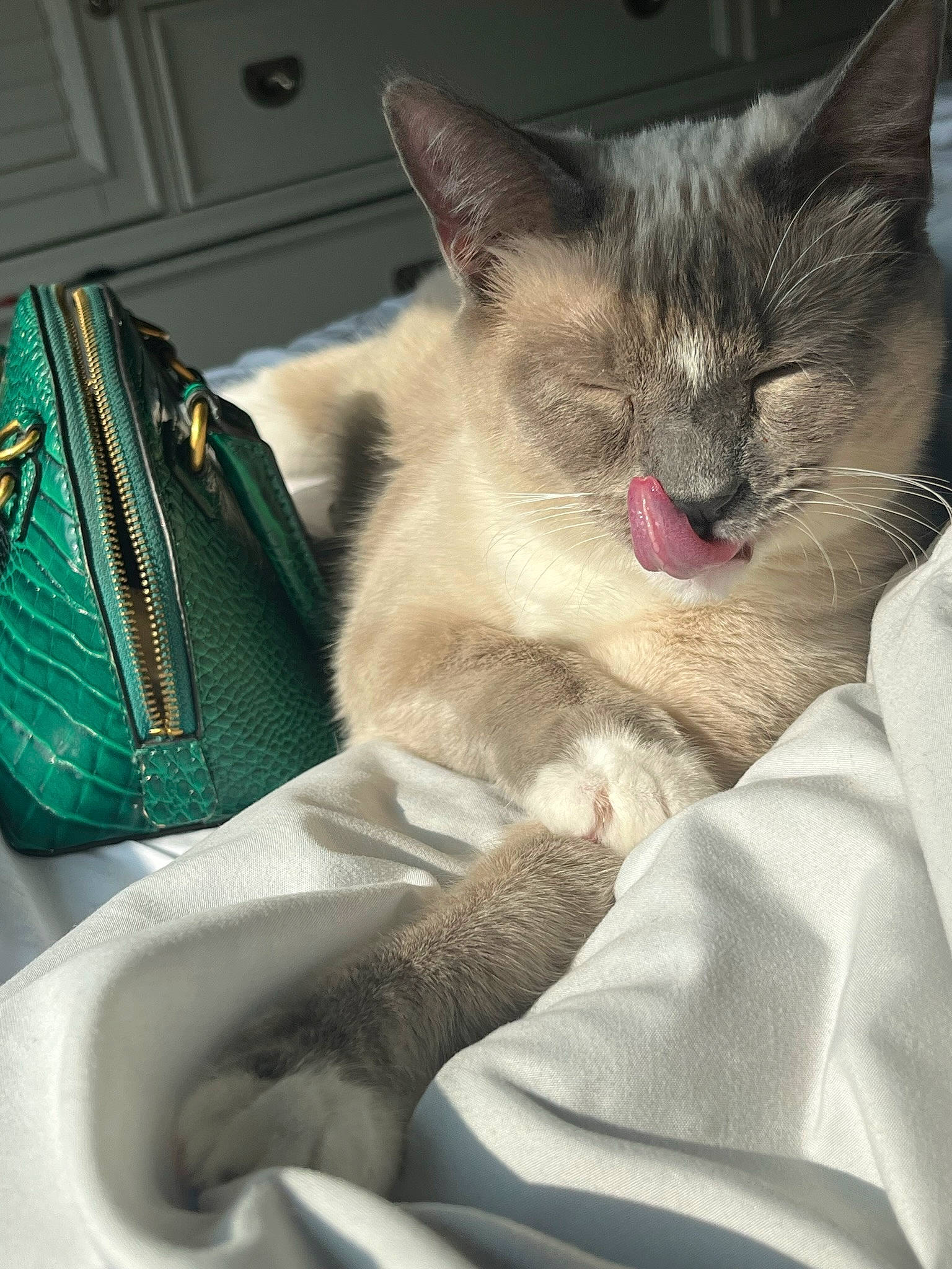 Mei Mei is registered to the contest to win money with this photo: balinese, box, carnivore, cat, cat_supply, claw, comfort, domestic_short_haired_cat, fawn, felidae, fur, grey, luggage_and_bags, nap, paw, siamese, small_to_medium_sized_cats, snout, thai, whiskers