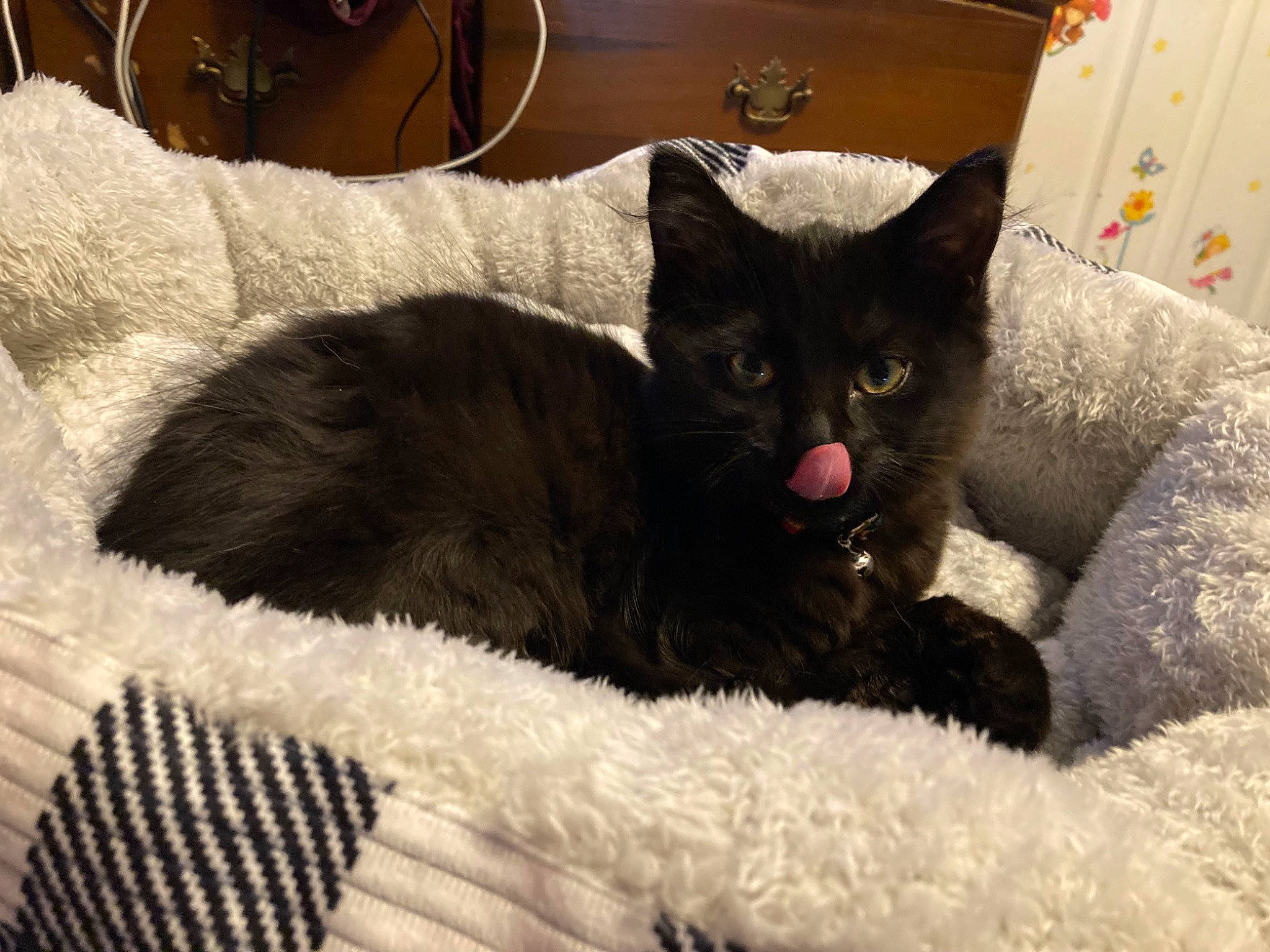 Astra joined the competition — help win amazing prizes! bed, black_cat, bombay, box, carnivore, cat, cat_bed, cat_supply, claw, comfort, domestic_short_haired_cat, felidae, fur, grey, linens, paw, room, small_to_medium_sized_cats, tail, whiskers