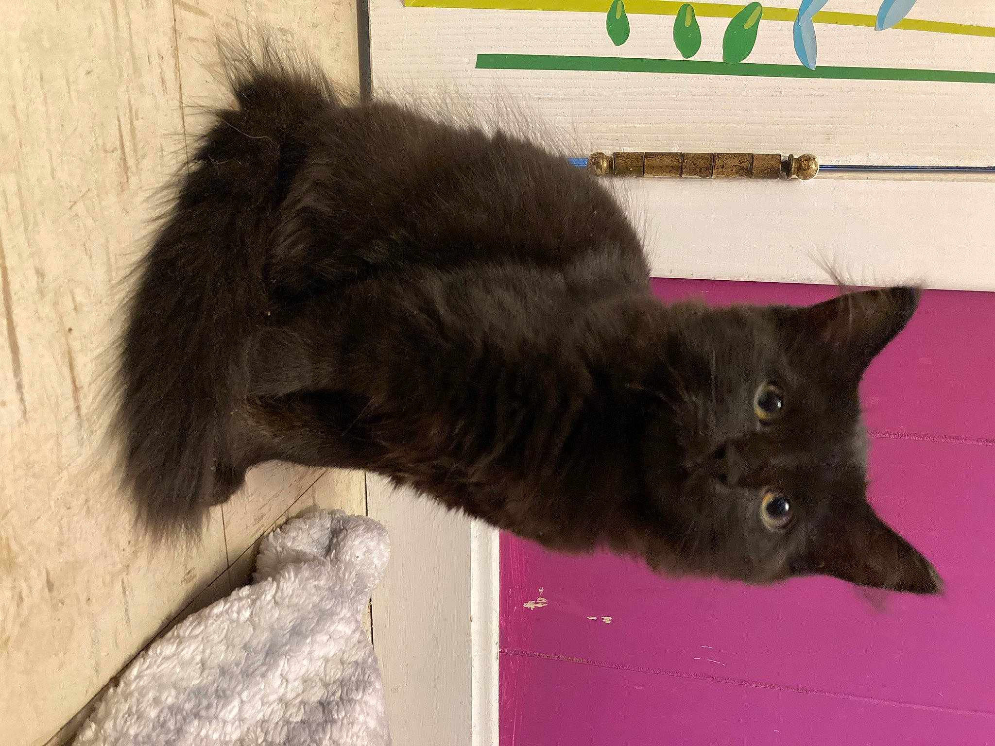 Astra is registered to the contest to win money with this photo: black_cat, carnivore, cat, claw, domestic_short_haired_cat, felidae, fur, gesture, liver, small_to_medium_sized_cats, snout, tail, terrestrial_animal, whiskers