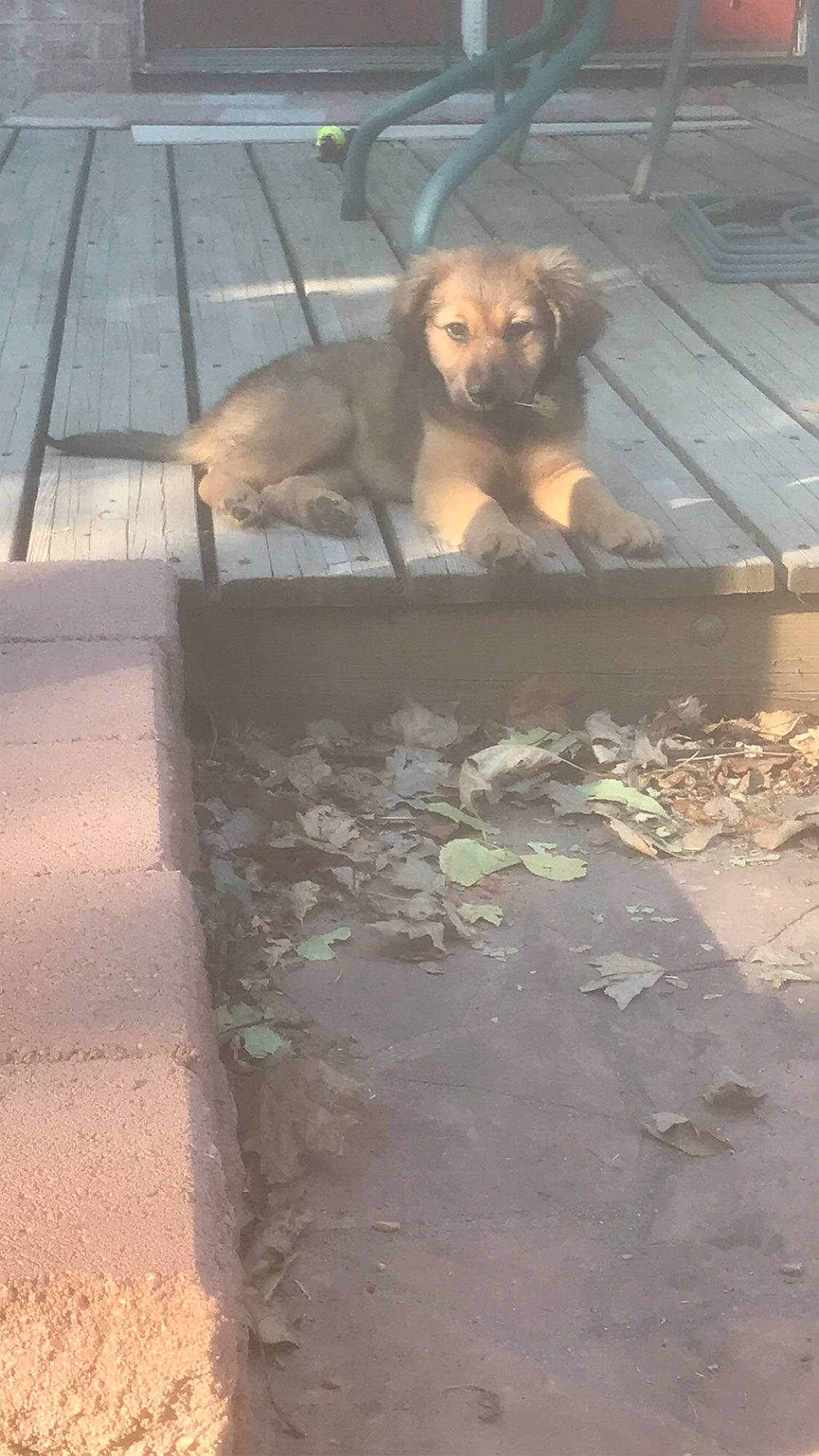 Zoey joined the competition — help win amazing prizes! american_pit_bull_terrier, canidae, carnivore, dog, dog_breed, fawn, road_surface, sporting_group, street_dog