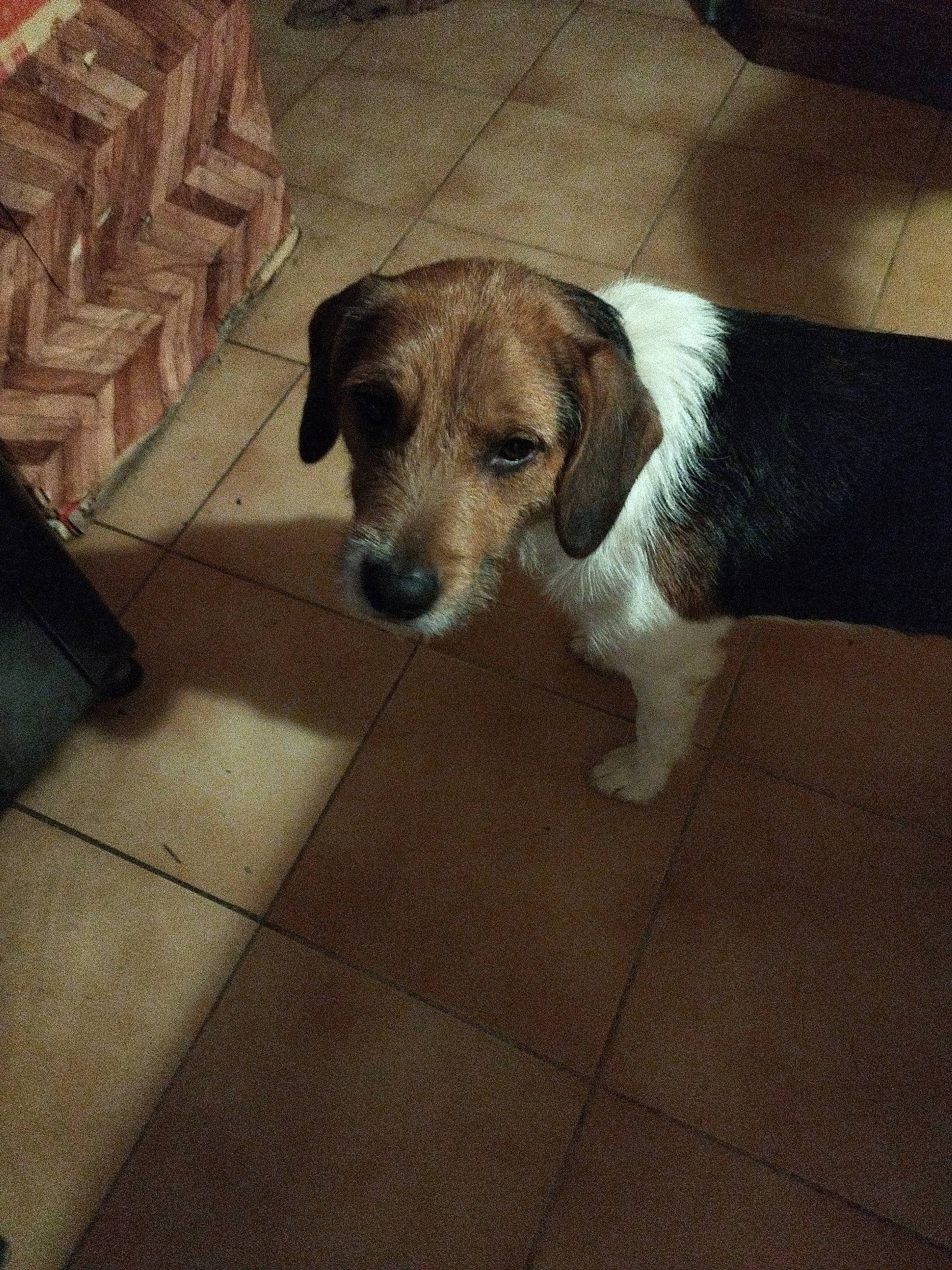 Dique a rejoint le concours — aidez-le/la à gagner de superbes lots ! canidae, carnivore, companion_dog, dog, dog_breed, door_mat, fawn, floor, flooring, fur, hardwood, pet_supply, snout, sporting_group, tail, terrestrial_animal, tile, tile_flooring, wood, working_animal