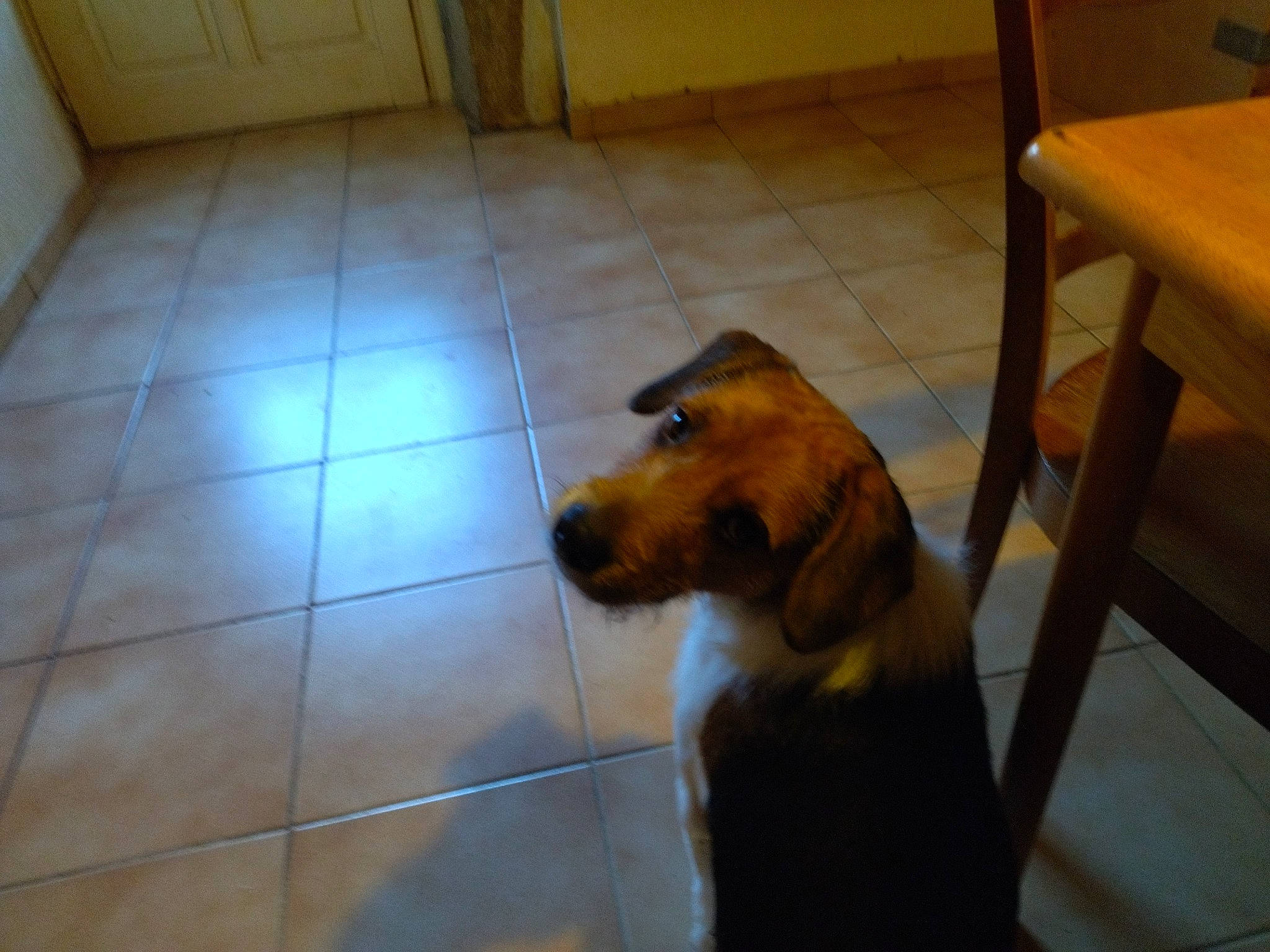 Dique a rejoint le concours — aidez-le/la à gagner de superbes lots ! carnivore, companion_dog, dog, dog_breed, dog_supply, fawn, floor, flooring, fur, hardwood, pet_supply, snout, sporting_group, tail, terrestrial_animal, tile_flooring, varnish, wood, working_animal, yellow