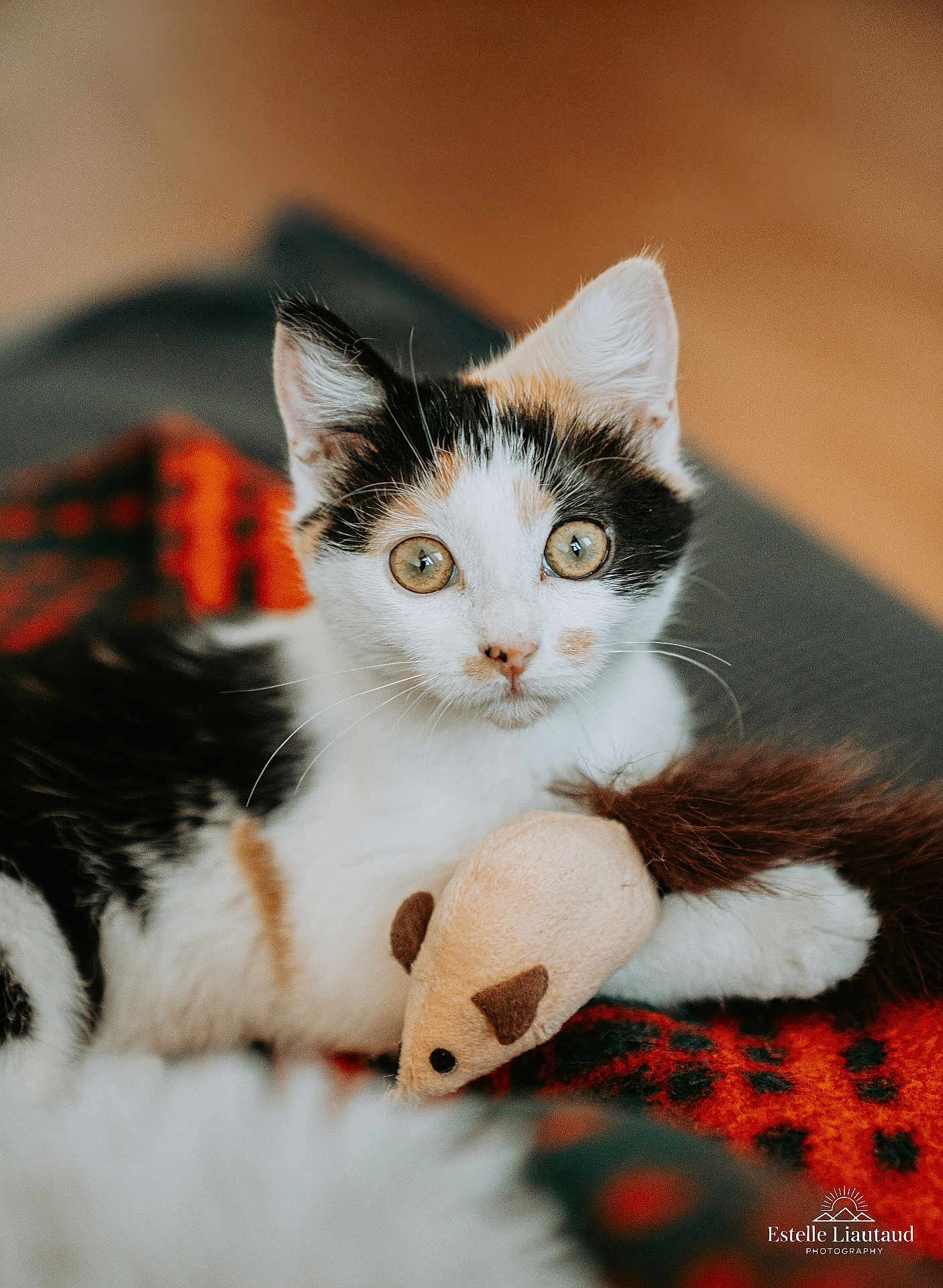 Gaïa a rejoint le concours — aidez-le/la à gagner de superbes lots ! kitten, cat, calico, toy_mouse, plush_toy, blanket, indoor, pet, animal, cute, whiskers, fur, closeup, young_cat, playful, resting, feline, soft_focus, brown, white