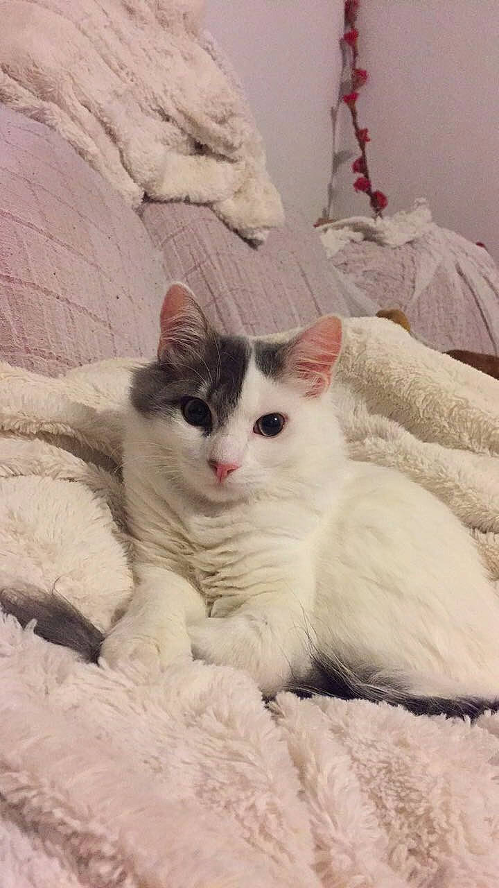 Mimi participe au concours pour gagner de l'argent avec cette photo : aegean_cat, american_curl, american_wirehair, british_semi_longhair, burmilla, carnivore, cat, domestic_short_haired_cat, european_shorthair, felidae, fur, khao_manee, kitten, mammal, ojos_azules, ragdoll, small_to_medium_sized_cats, turkish_angora, turkish_van, whiskers