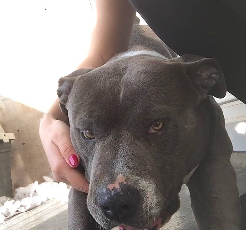 Hannibal a rejoint le concours — aidez-le/la à gagner de superbes lots ! american_pit_bull_terrier, american_staffordshire_terrier, bandog, bully_kutta, canidae, carnivore, cordoba_fighting_dog, dog, dog_breed, ear, fawn, guard_dog, mammal, non_sporting_group, nose, pit_bull, snout, sporting_group, vertebrate